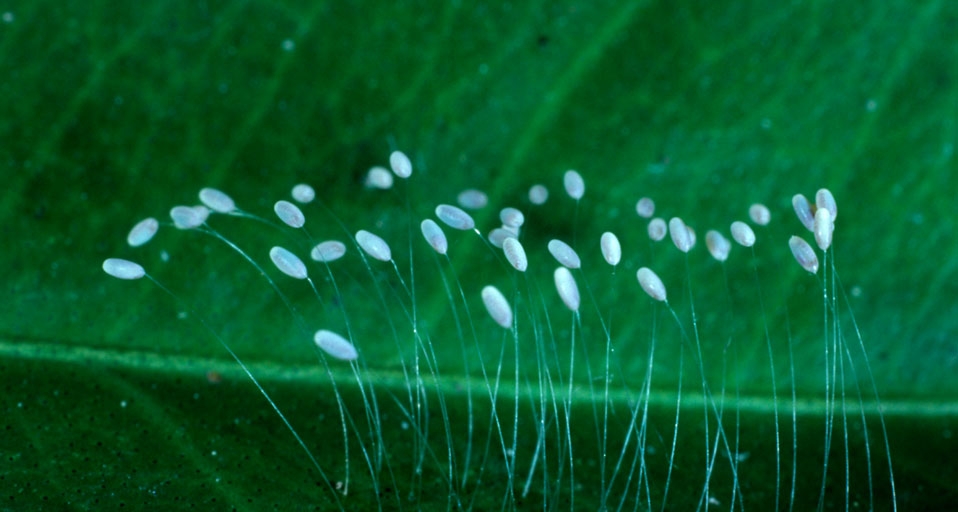 Eier der Grünen Florfliege – Charles Melton/Visuals Unlimited &copy; (Bing Germany)