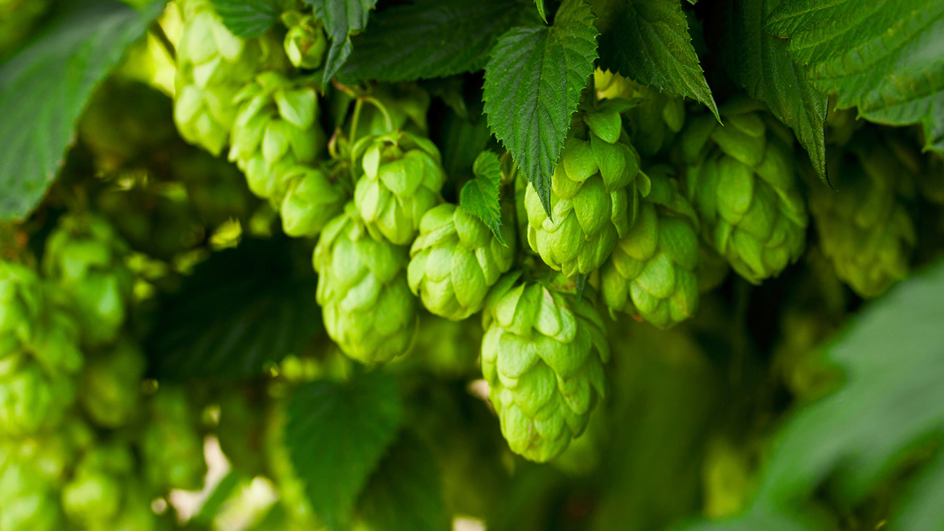 Hopfen (© jeka1984/Getty Images)(Bing Deutschland)