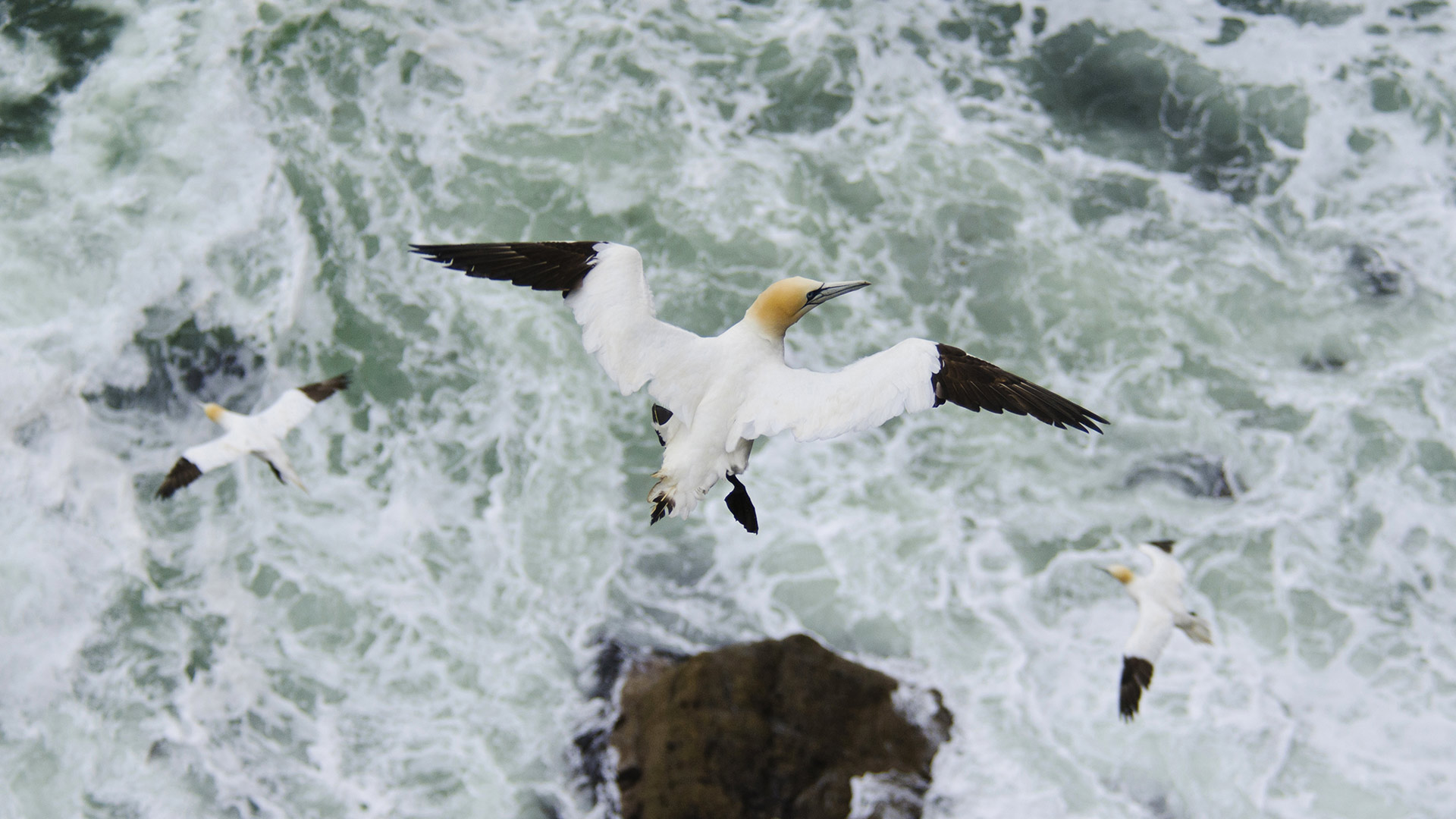 Northern gannet (Morus bassanus) in flight, Troupe Head RSPB Reserve, Aberdeenshire (© Dave Pressland/Minden Pictures)(Bing United Kingdom)