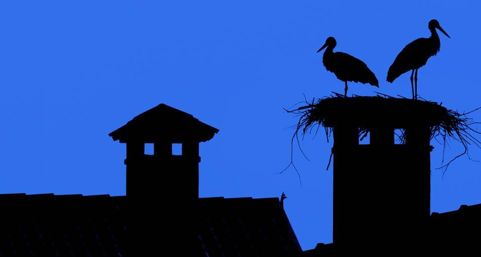 White storks roost in the Oasi dei Quadris near Fagagna, Friuli-Venezia Giulia region, Province of Udine, Italy (© Gabriele Croppi/SIME/4Corners) &copy; (Bing United Kingdom)
