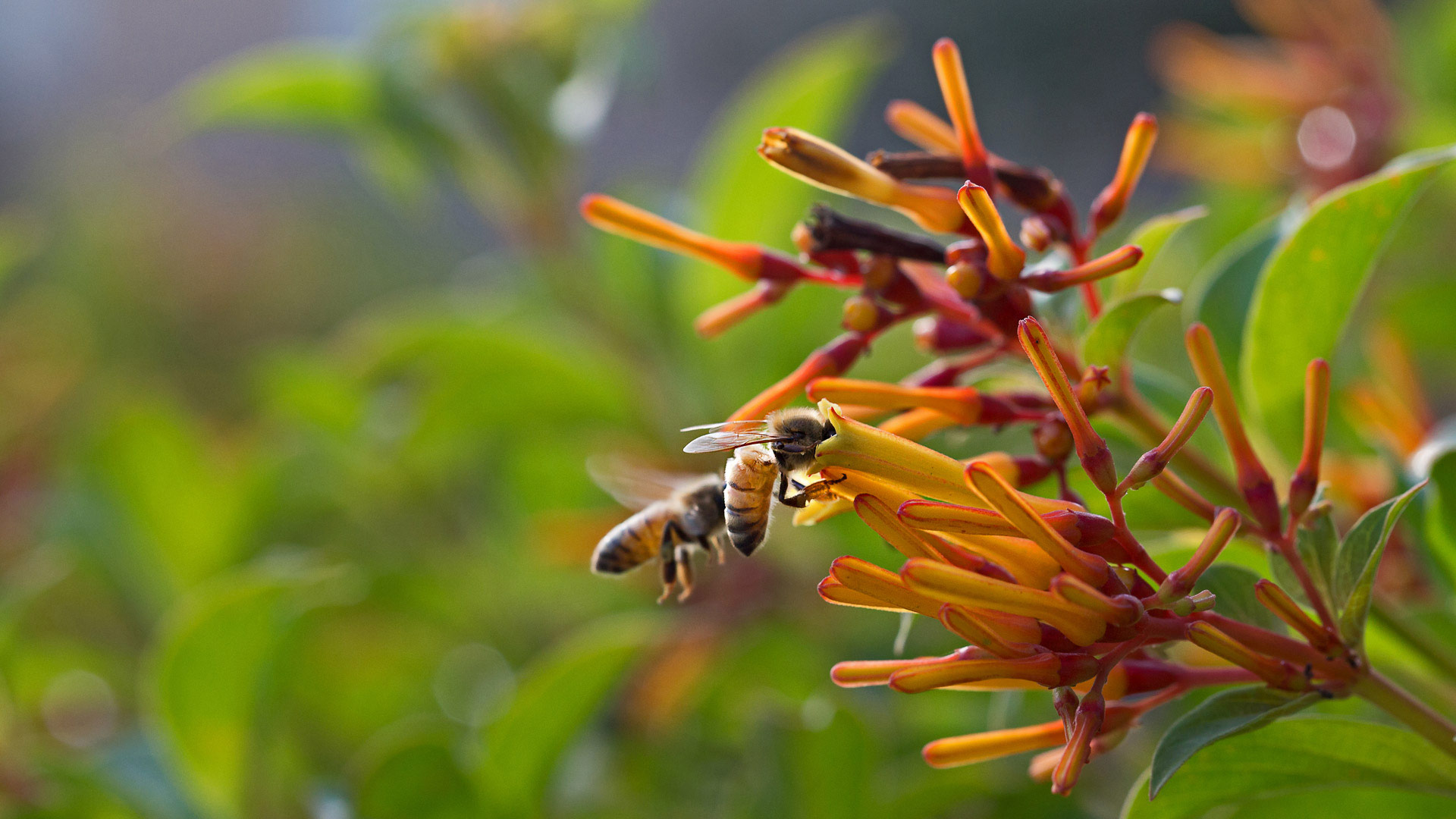 蜜蜂 (© Angela Parker/Offset)(Bing China)