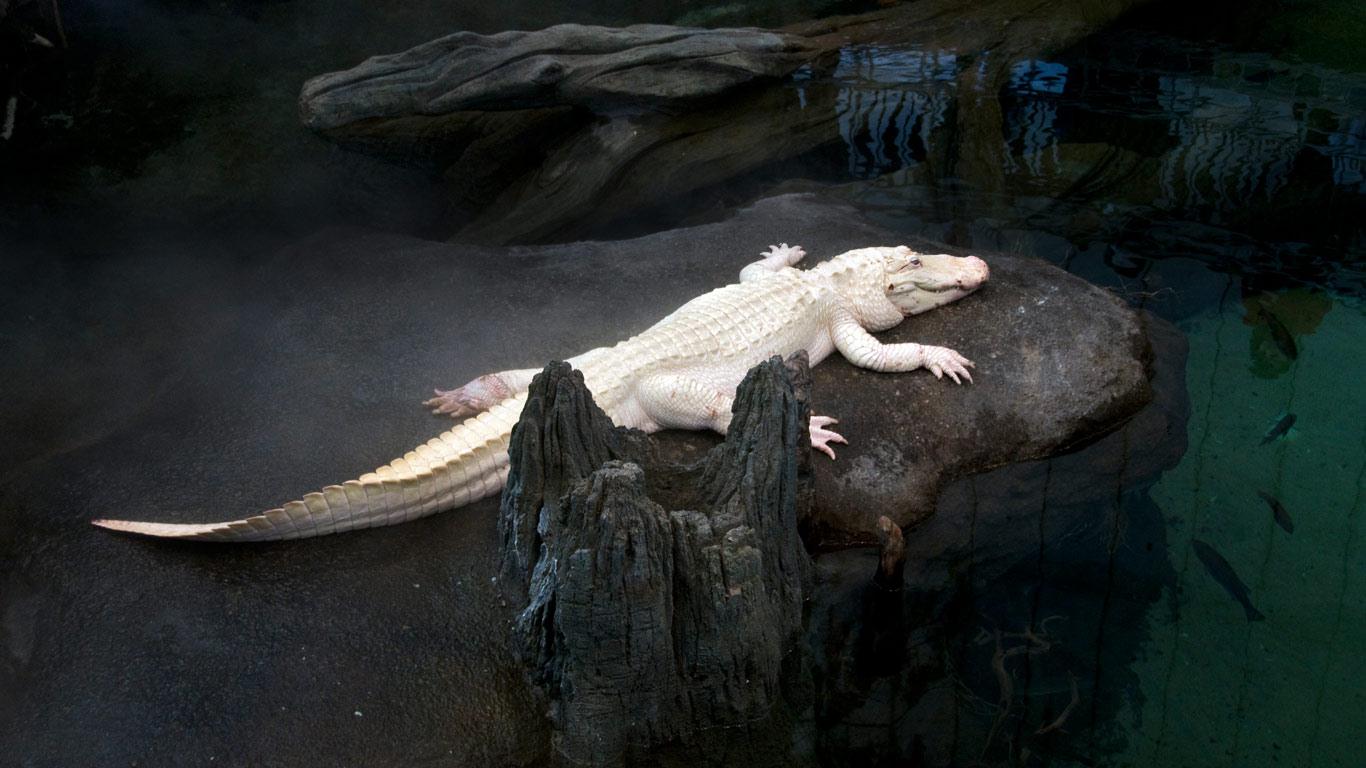 Albino alligator resting on rock, California, USA (© Mark Newman/Getty Images)(Bing United Kingdom)