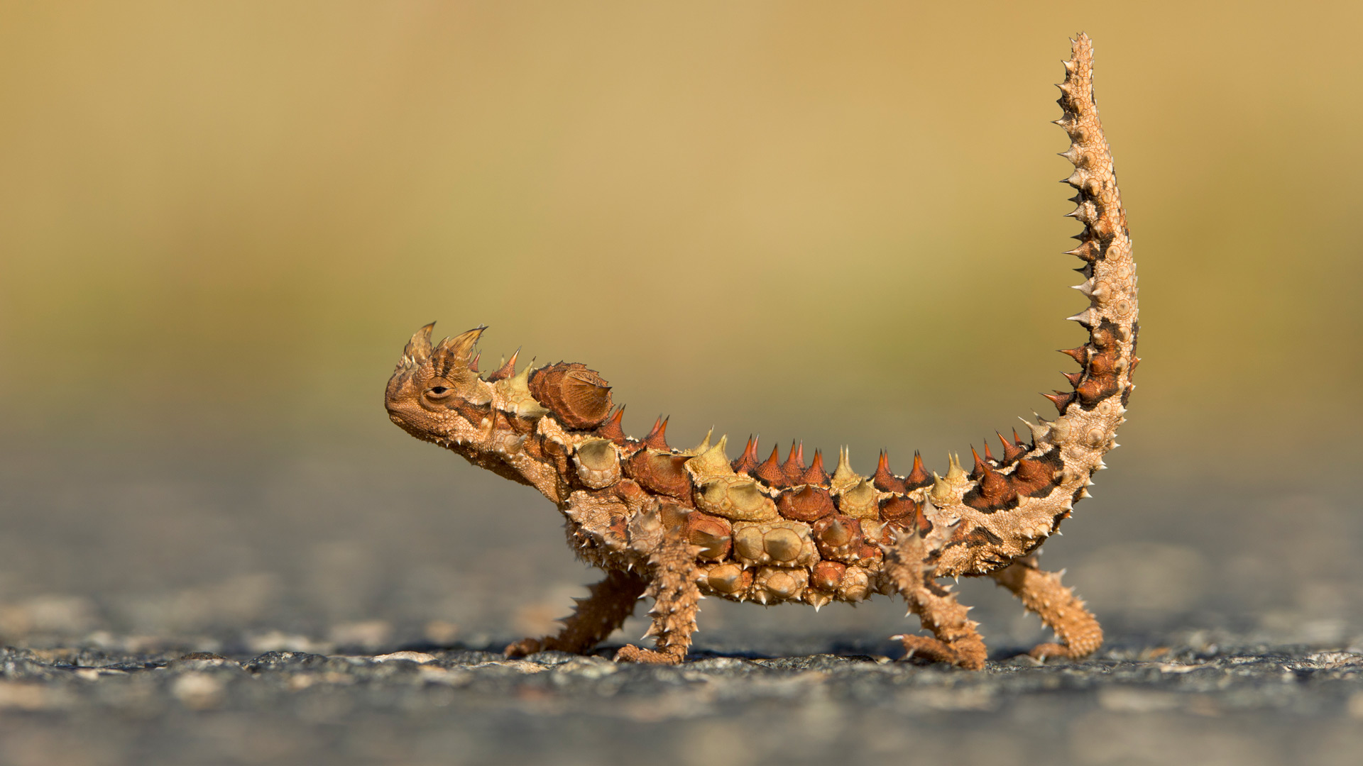 Thorny Devil (Moloch horridus) in Watarrka National Park, Northern Territory (© Yva Momatiuk and John Eastcott/Minden Pictures)(Bing Australia)