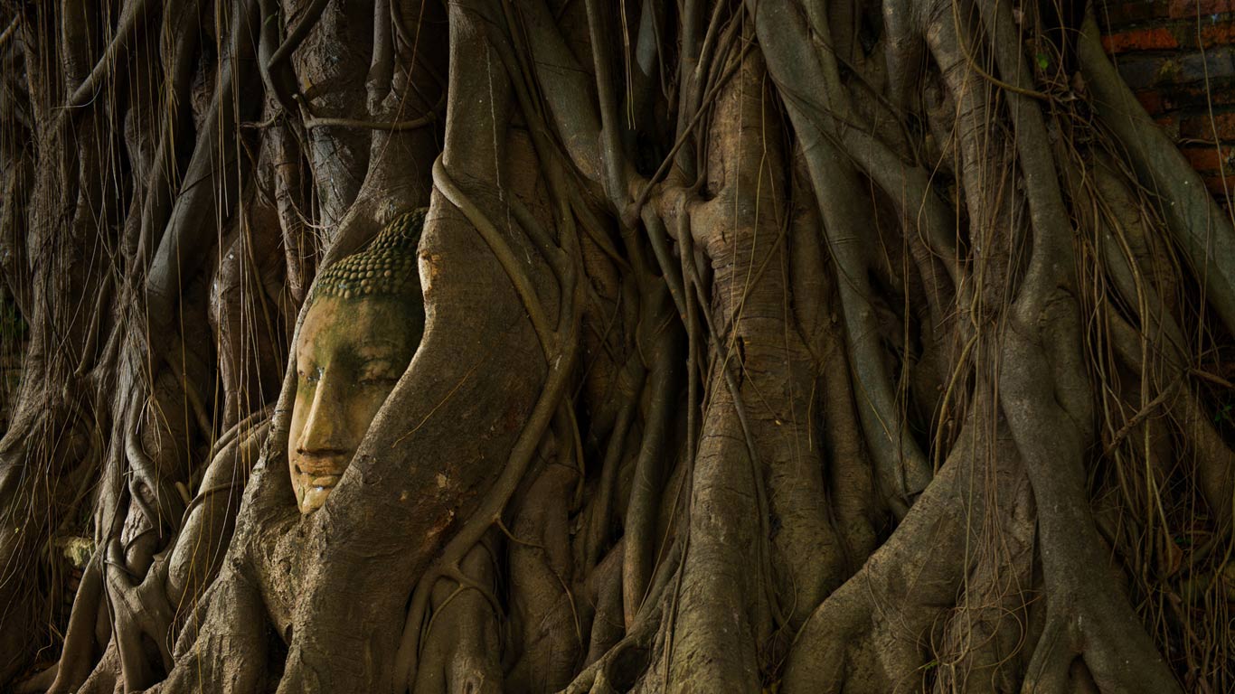 A statue of a Buddha head in the roots of a tree, Ayutthaya, Thailand (© Garret Suhrie/Tandem Stills + Motion)(Bing United Kingdom)
