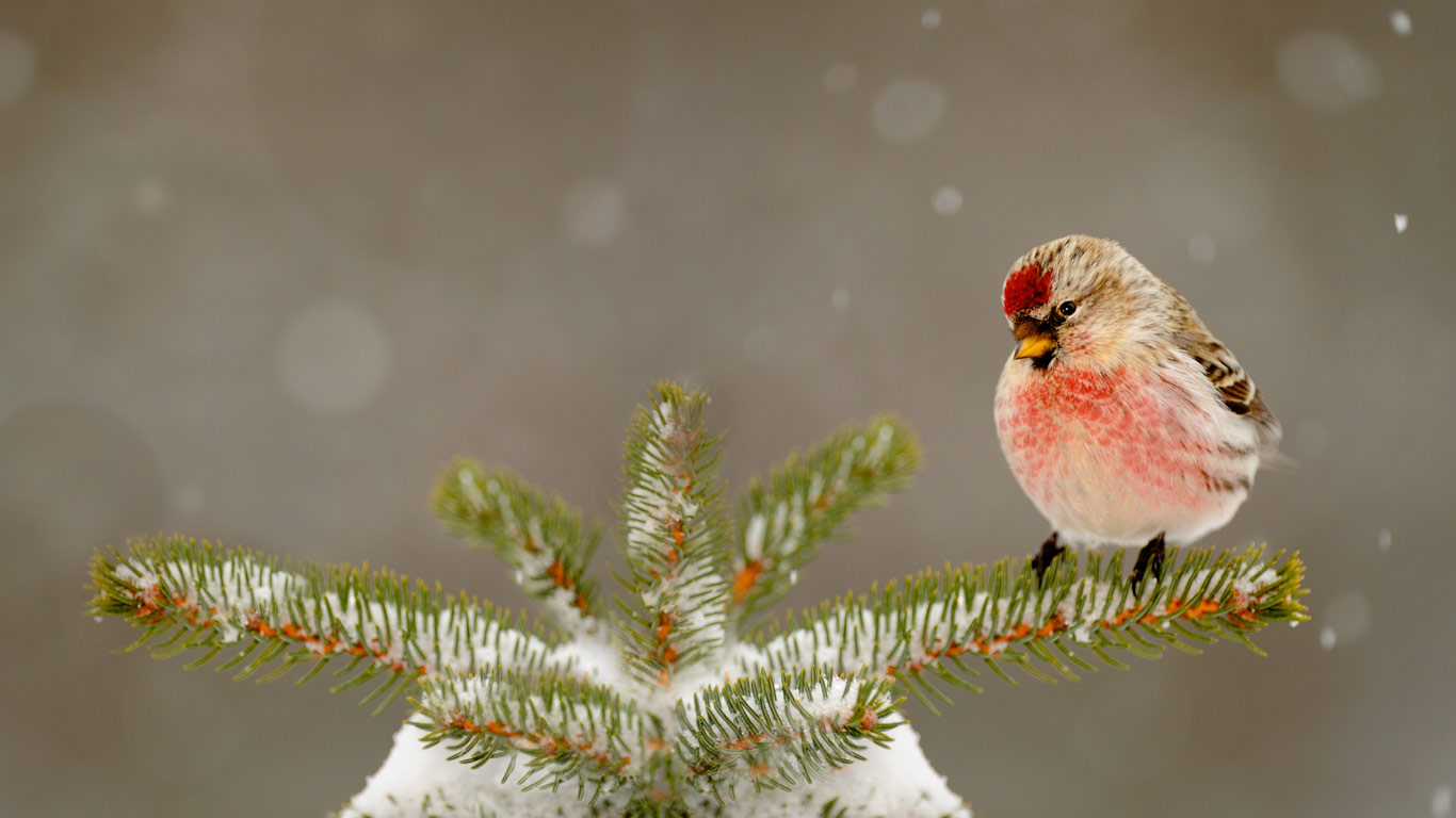 Common redpoll in Greater Sudbury, Ontario, Canada (© Don Johnston/Corbis)(Bing United Kingdom)