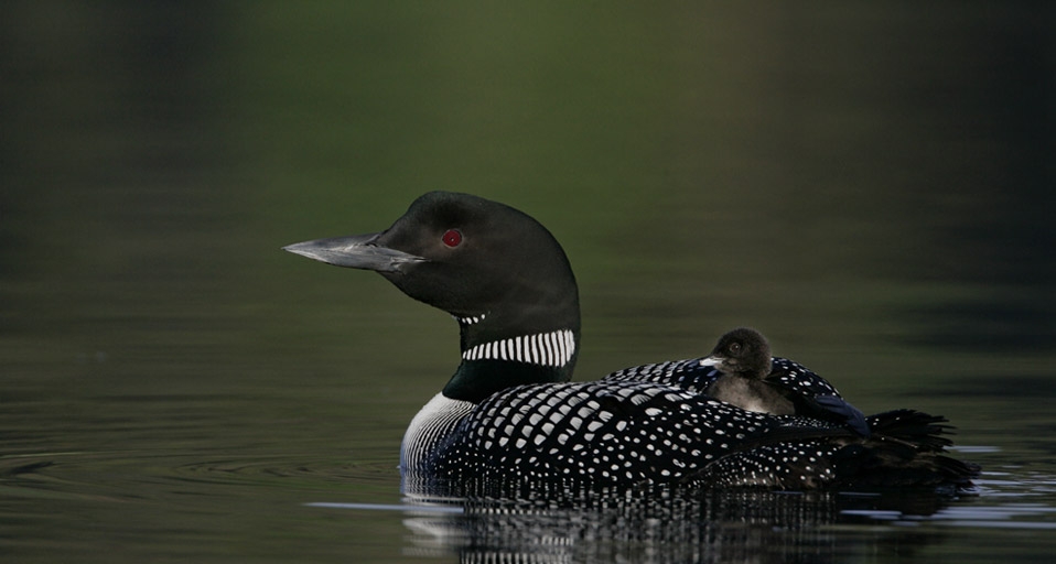 Common loon With chick on her back -- Arthur Morris/Corbis &copy; (Bing Canada)