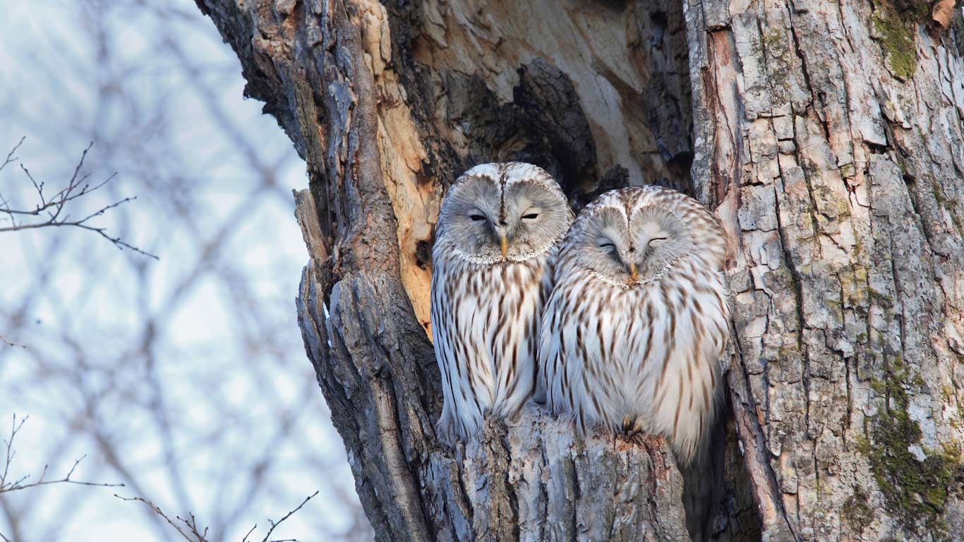 Pair of Ural owls in Hokkaido, Japan (© JTB Media Creation, Inc./Alamy)(Bing United Kingdom)