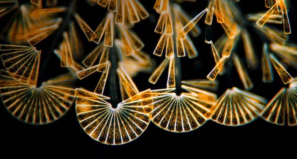 Licmophora flabellata, a type of sessile diatom, at a magnification of 100 (© Wim van Egmond /Corbis) &copy; (Bing United Kingdom)
