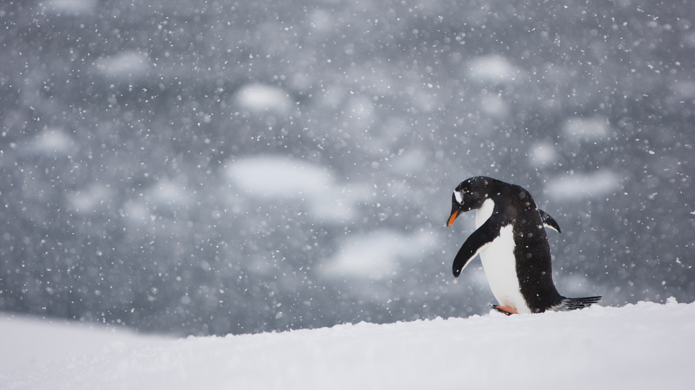 风雪中孤独行走的企鹅 (© Gabe Rogel/Aurora/Getty Images)(Bing China)