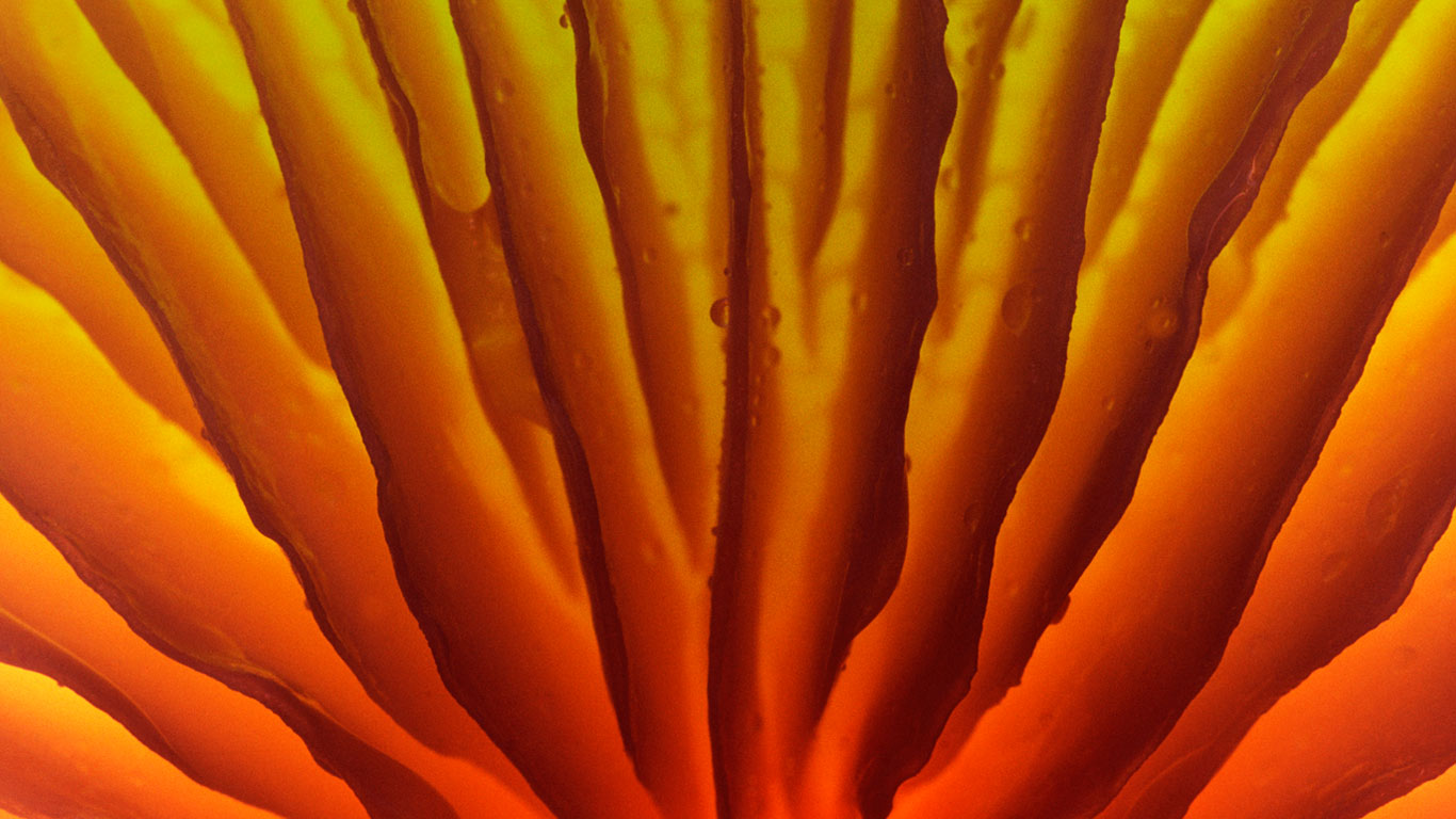 Detail of a porcelain mushroom (Oudemansiella mucida) in The Veluwe, Netherlands (© Jan Vermeer/Minden Pictures)(Bing Canada)
