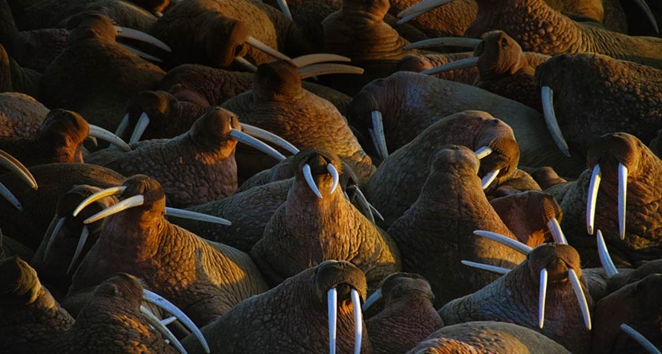 Group of Walruses --  Joel Sartore/Photolibrary &copy; (Bing United Kingdom)