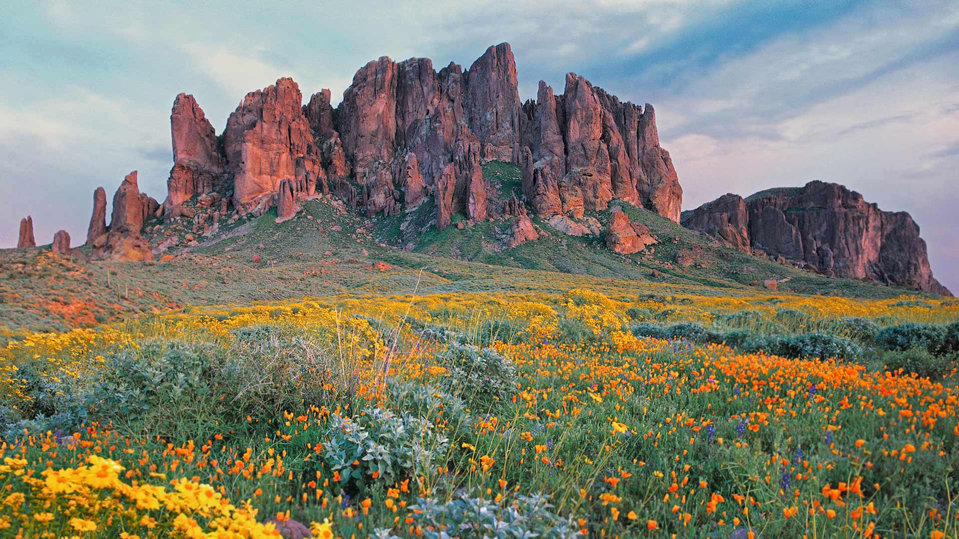 Wildflowers in bloom at Lost Dutchman State Park in Arizona, USA (© Tim Fitzharris/Minden Pictures)(Bing United Kingdom)
