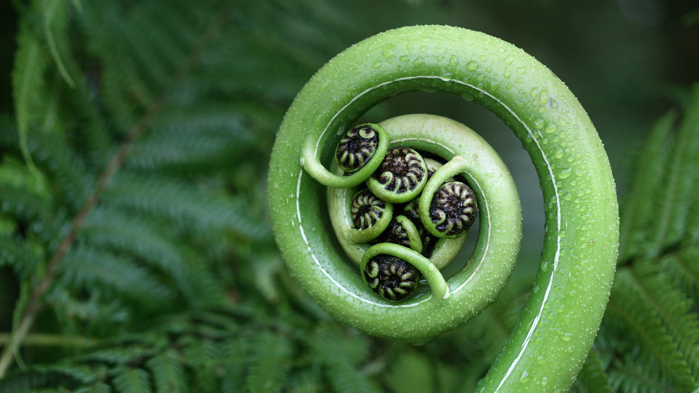 Silver fern frond, New Zealand (© Alkalyne/Getty Images)(Bing United Kingdom)