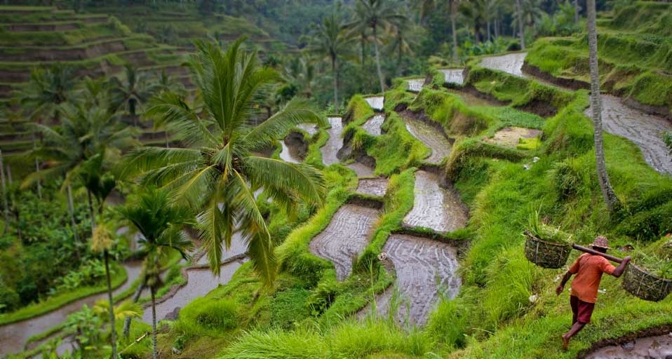 Rice worker in fields near Ubud, Bali, Indonesia -- Sylvain Grandadam/Getty Images &copy; (Bing United Kingdom)