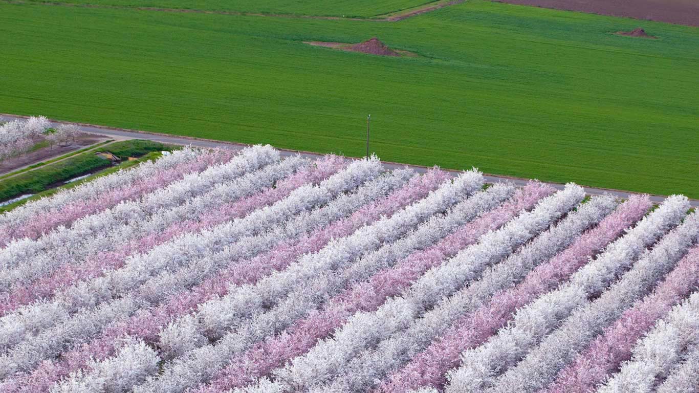 Almond orchards in bloom, Sacramento Valley, California (© Anthony Dunn/Alamy)(Bing Canada)