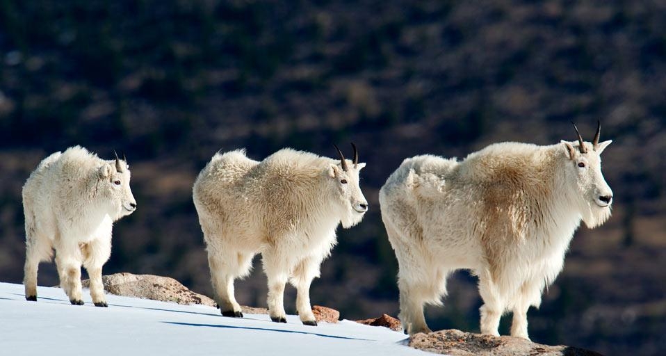 Mountain goats in the snow of the Rocky Mountains, Colorado, USA (© David Courtenay/Getty Images) &copy; (Bing United Kingdom)