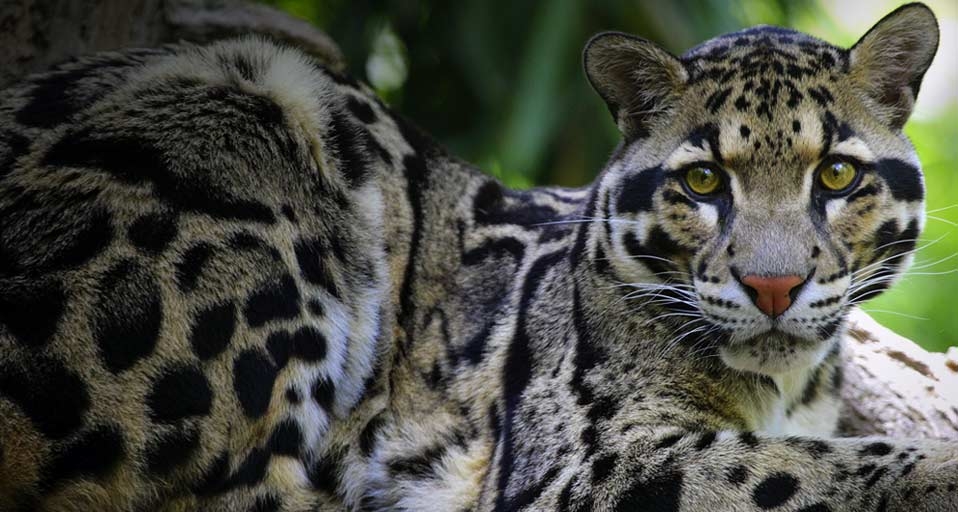 Clouded Leopard lying in a tree -- Penny Adams/Photolibrary &copy; (Bing Canada)