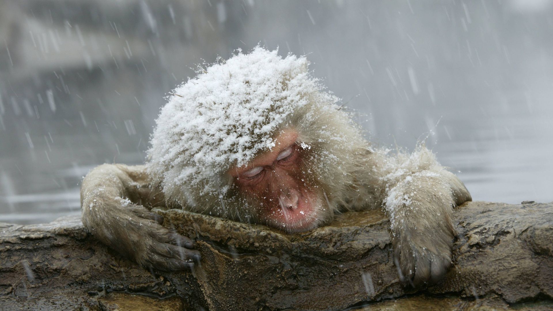 ｢温泉に入るニホンザル｣ (© M. Watson/ardea.c/age fotostock)(Bing Japan)