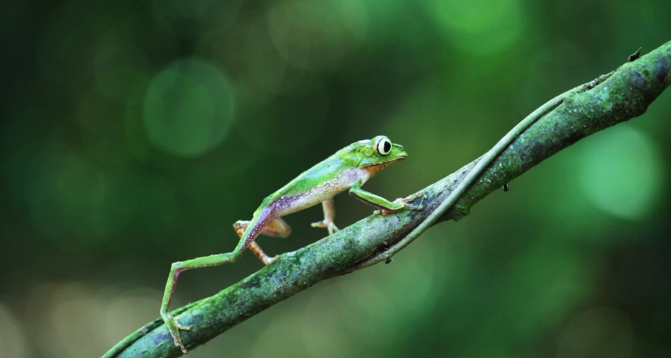 White lined leaf frog walking on branch at Manu National Park, Cruz de Mayo, Madre de Dios, Peru (© Frans Lemmens/Getty Images) &copy; (Bing United Kingdom)