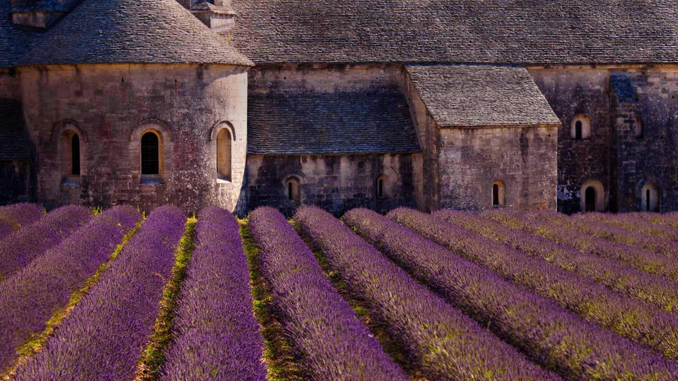 Blooming field of lavender at Sénanque Abbey, Gordes, Vaucluse, Provence Alpes Cote dAzur, France (© Carlos Sanchez Pereyra/plainpicture)(Bing United States)