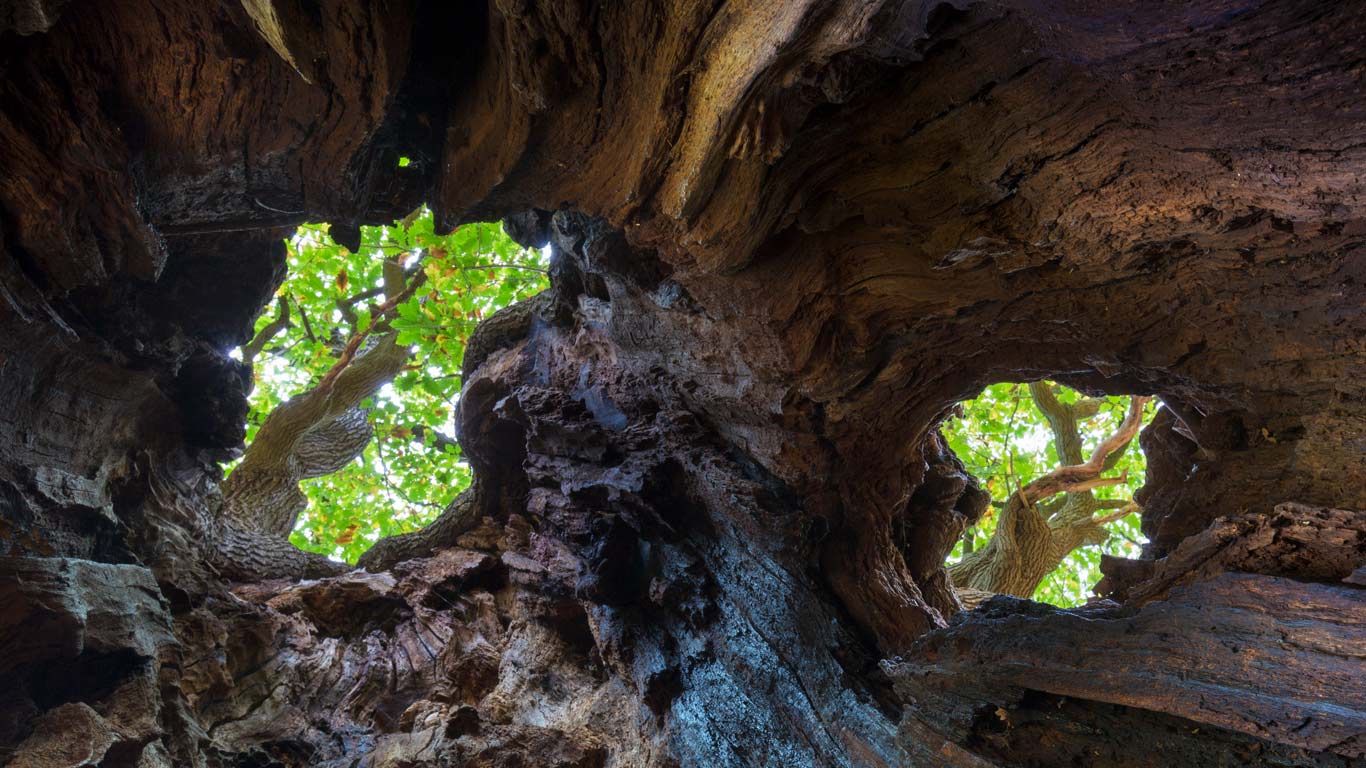 View up to the canopy through holes in an old English oak, Sherwood Forest, Nottinghamshire (© Alex Hyde/Minden Pictures)(Bing United Kingdom)