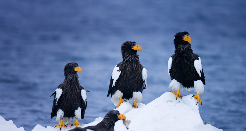 Steller´s sea eagles on drifting ice near Rausu, Japan – Frank Lukasseck/Corbis &copy; (Bing United Kingdom)