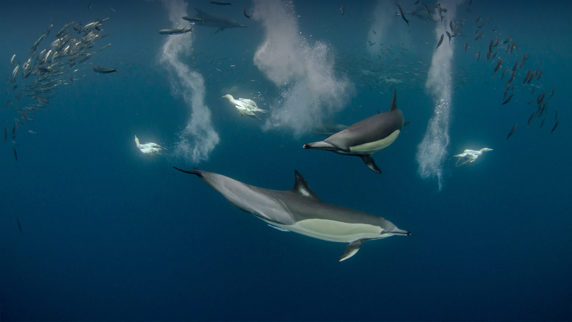 Long-beaked common dolphin pod and diving Cape gannets hunting Pacific sardines off the Eastern Cape, South Africa (© Pete Oxford/Minden Pictures)(Bing United Kingdom)