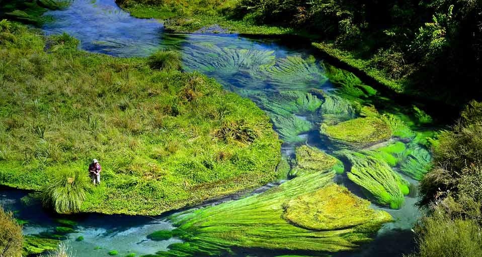 Fly fisherman in the Waihou River, a spring-fed creek on the North Island, New Zealand (© David Lambroughton/age fotostock) &copy; (Bing United Kingdom)