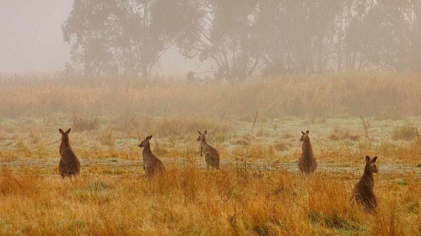 Eastern grey kangaroos in Australia’s Kosciuszko National Park (© Jochen Schlenker/Masterfile)(Bing United Kingdom)