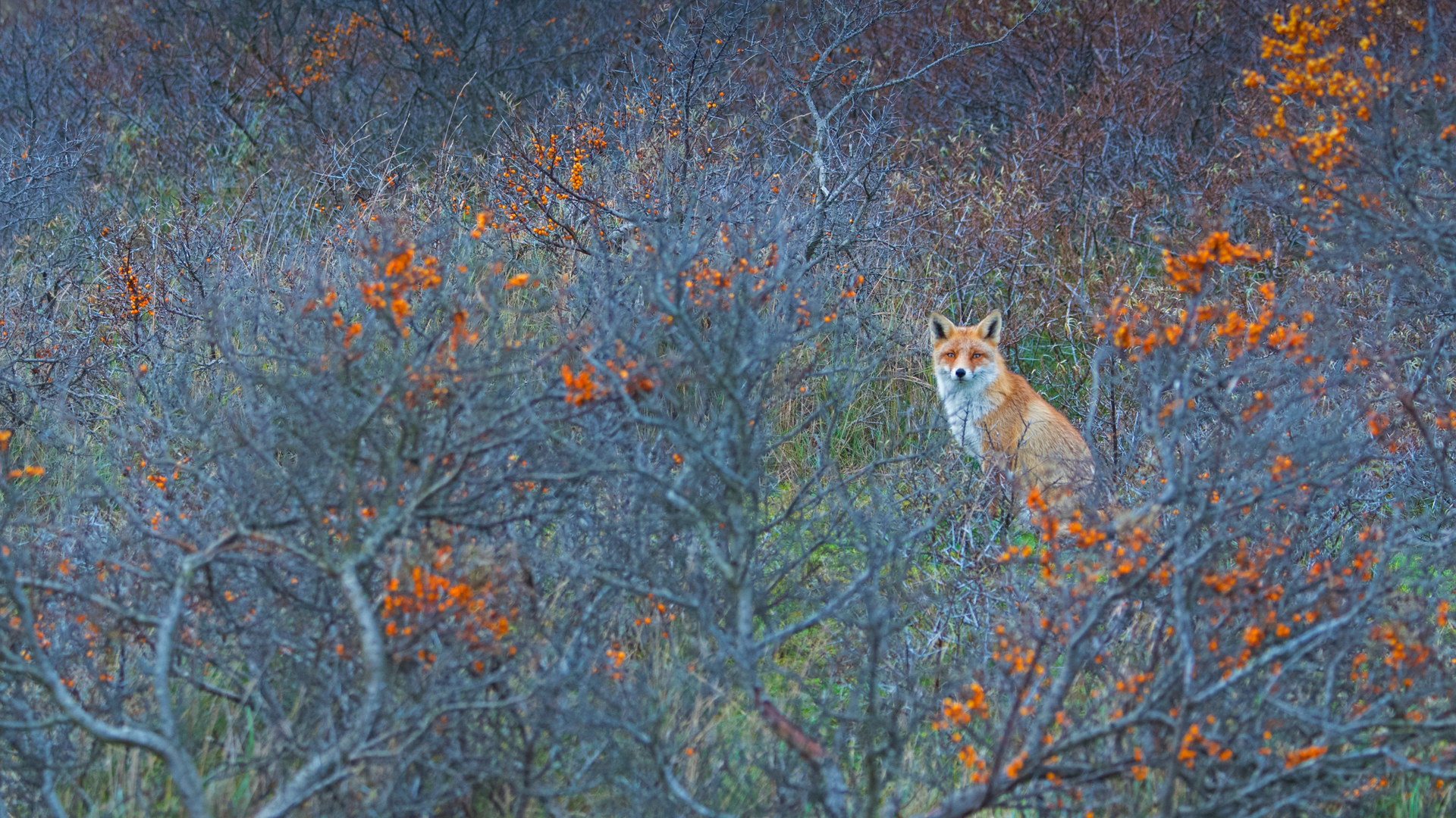 Red fox in Amsterdamse Waterleidingduinen Nature Reserve, Netherlands (© Edwin Giesbers/Minden Pictures)(Bing United States)