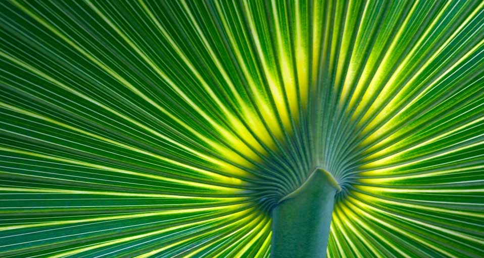 Palm frond (© Gary W. Carter/Corbis) &copy; (Bing United Kingdom)