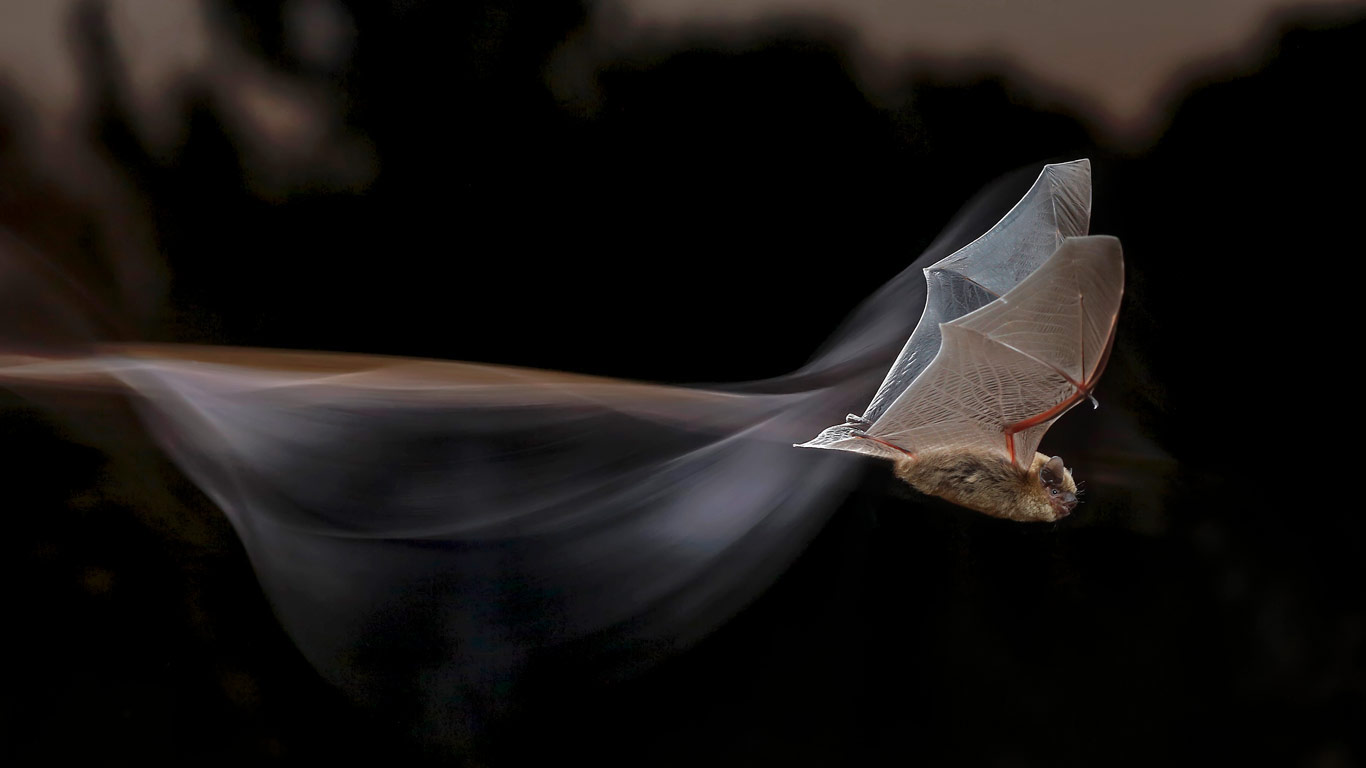 伏翼 (© Mario Cea Sanchez/Minden Pictures)(Bing China)
