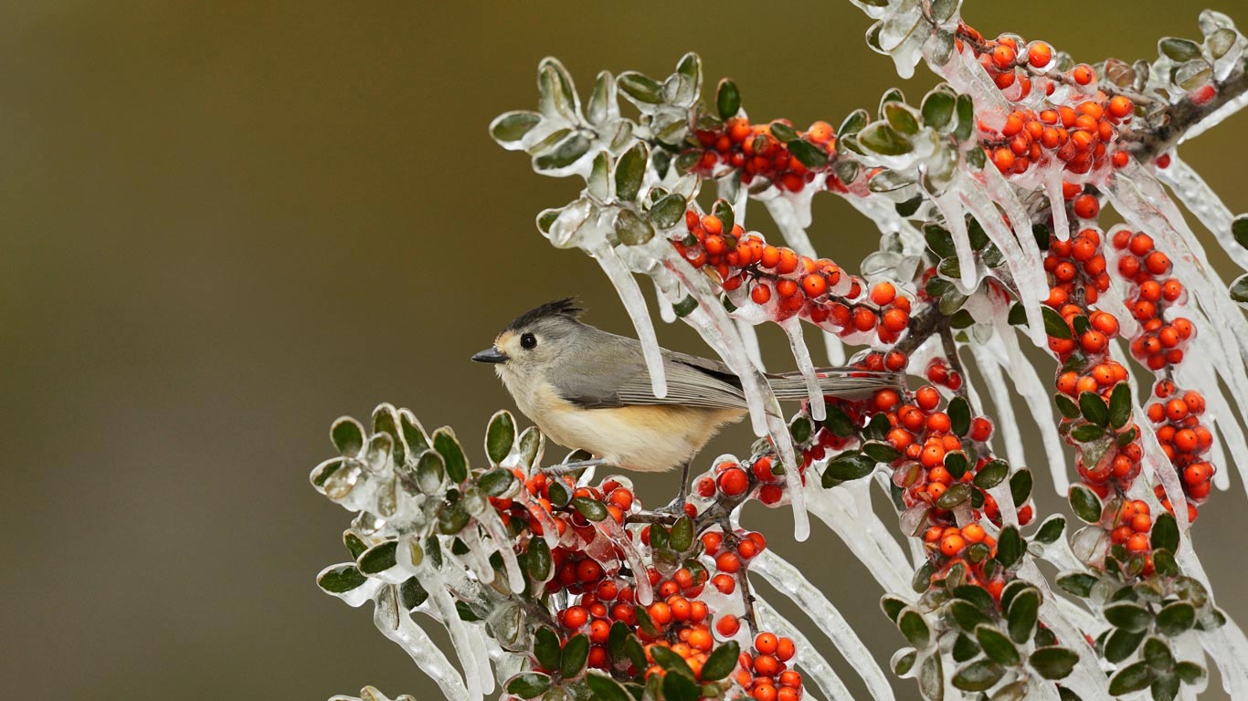 Black-crested titmouse in Texas Hill Country (© Rolf Nussbaumer/Minden Pictures)(Bing Canada)