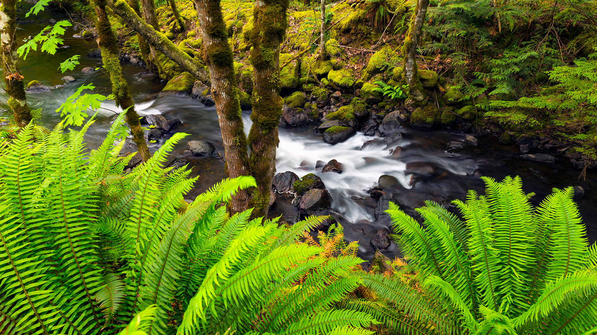 A stream of water flows through the Sasquatch Provincial Park, Fraser Valley, B.C. (© Jason Wilde/Tandem Stills + Motion)(Bing Canada)