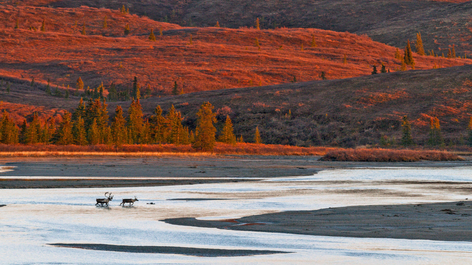 Reindeer crossing the Susitna River during the autumn rut, Alaska, USA (© Tim Plowden/Alamy)(Bing United Kingdom)