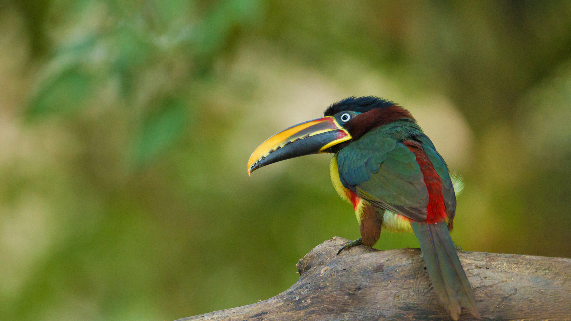 Chestnut-eared aracari in the Pantanal region of Brazil (© Ana Gram/Shutterstock)(Bing United Kingdom)