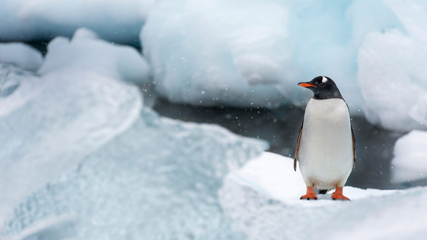 Gentoo penguin on Cuverville Island, Antarctica (© Ben Cranke/Minden Pictures)(Bing United Kingdom)