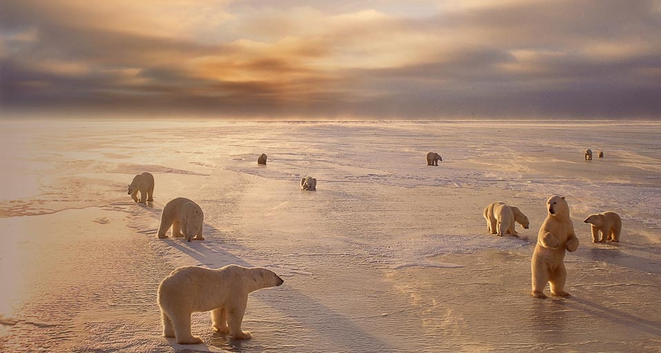 Eine Gruppe Eisbären in der Nähe von Churchill, Manitoba, Kanada – Ward Kennan/Photolibrary &copy; (Bing Germany)