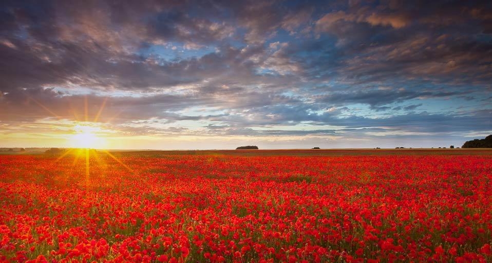 Summer poppies at sunset (© Anthony Spencer/Getty Images) &copy; (Bing United Kingdom)