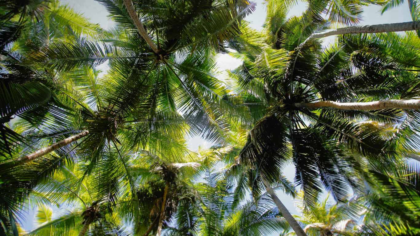 Palm trees over Maho Bay, Virgin Islands National Park (© Shutterstock)(Bing United States)