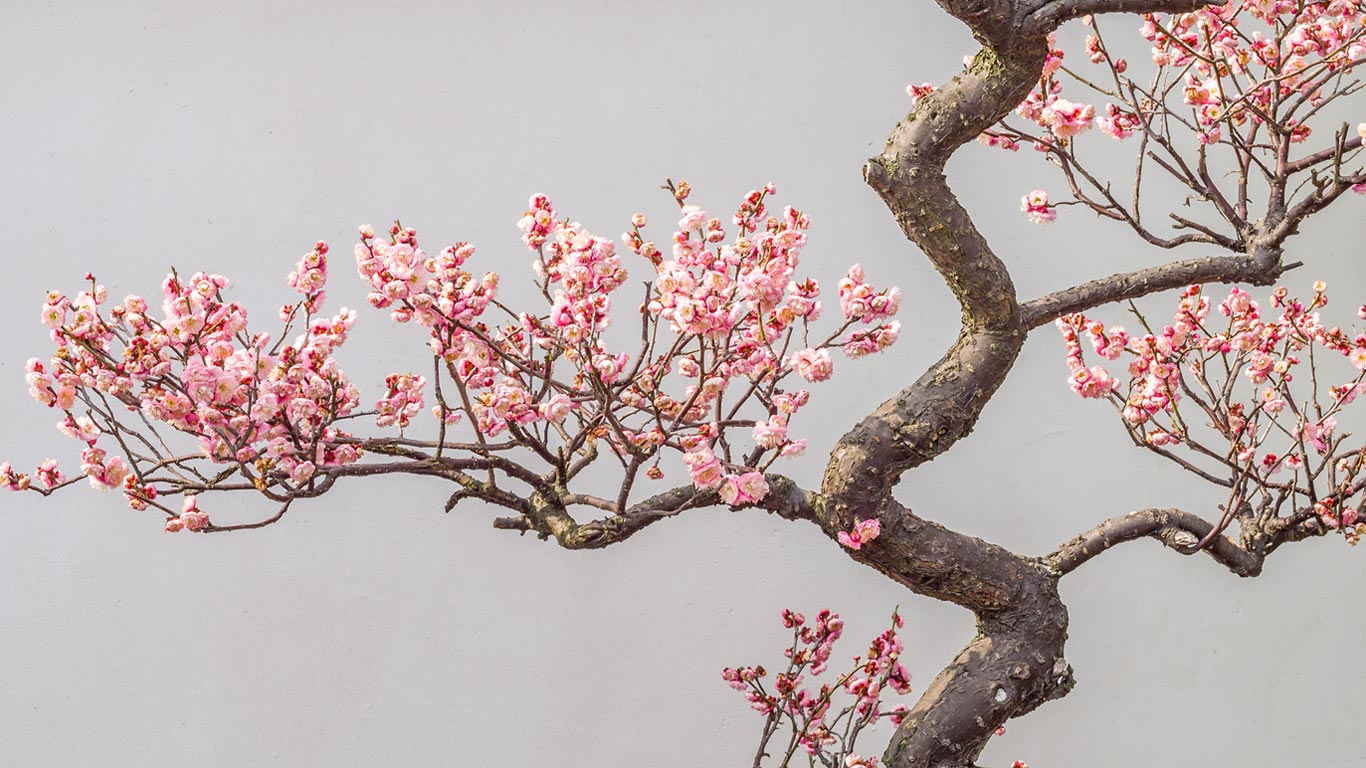 ｢梅の花｣ (© atiger/Shutterstock)(Bing Japan)
