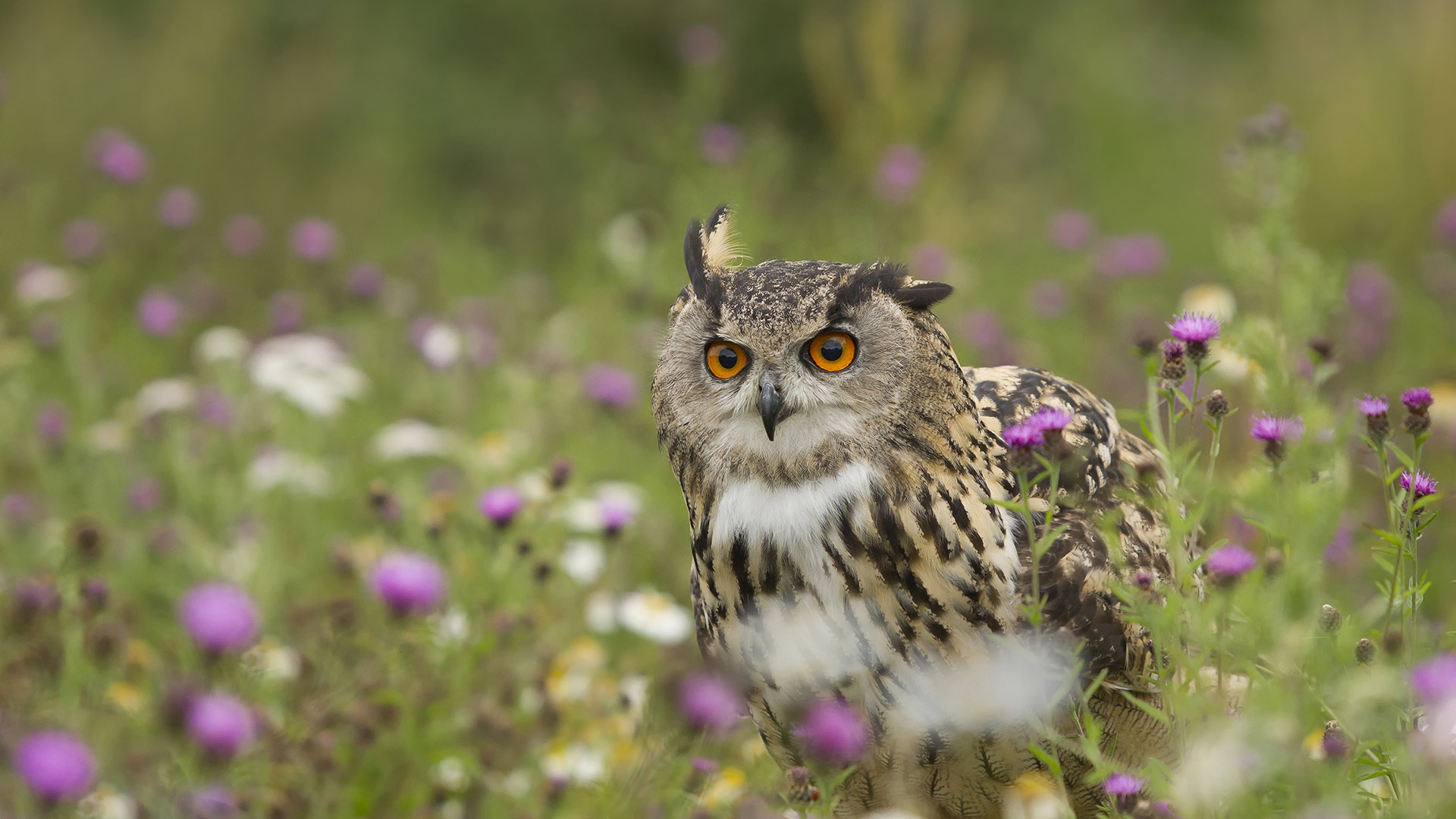 Eurasian Eagle-Owl (Bubo bubo) in wildflower meadow, Rhineland-Palatinate, Germany (© Rosl Roessner/Minden Pictures)(Bing Australia)
