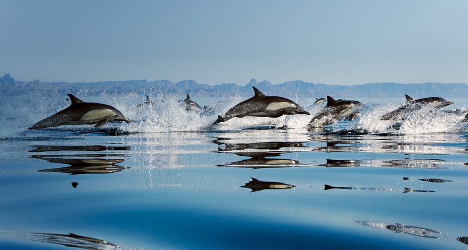 Common Dolphins (delphinus delphis) in the Gulf of California,  Mexico  -- Specialist Stock/Corbis &copy; (Bing United Kingdom)