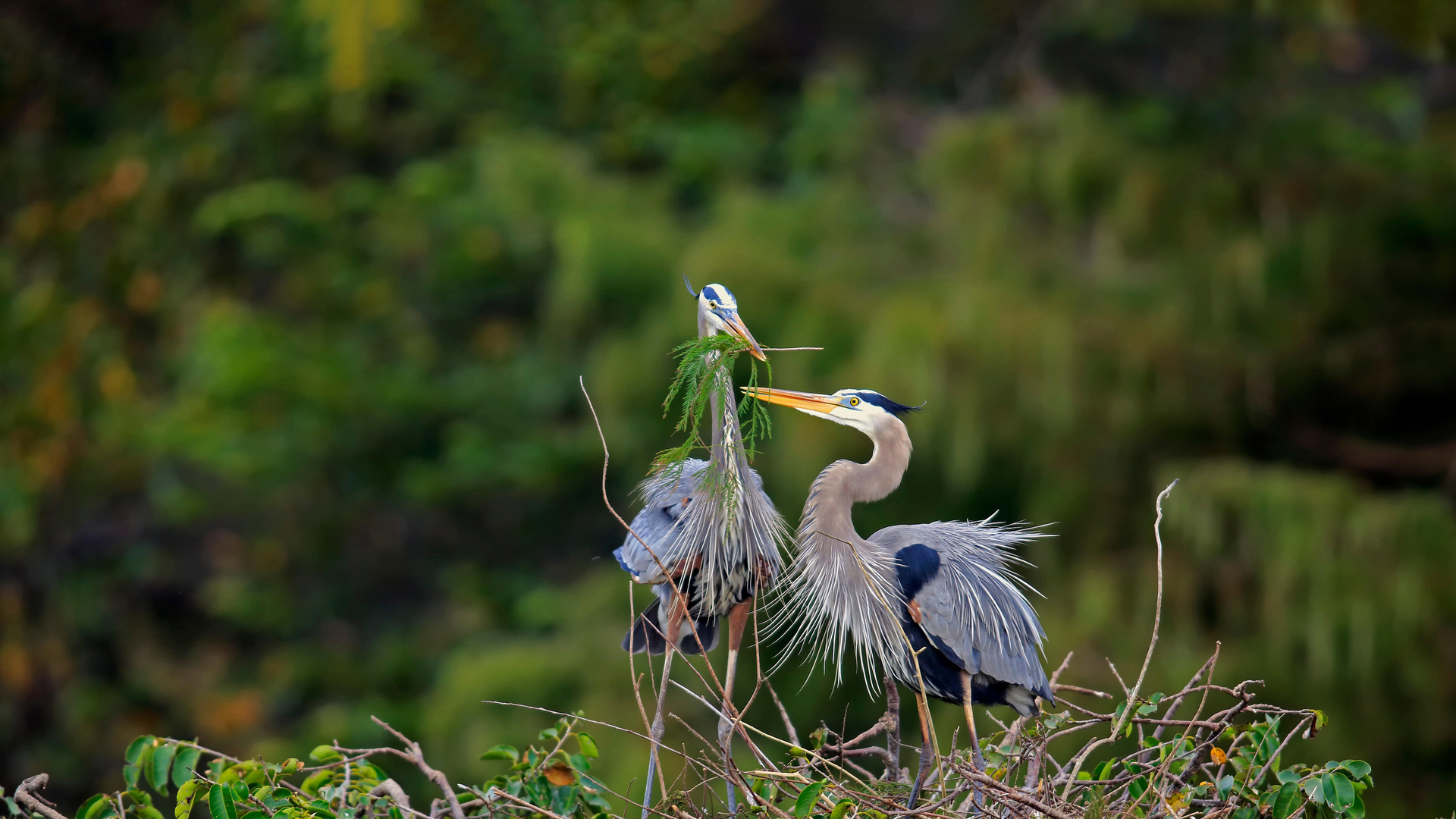 Great blue herons building a nest in Wakodahatchee Wetlands, Delray Beach, Florida (© Imagebroker/Alamy)(Bing United States)