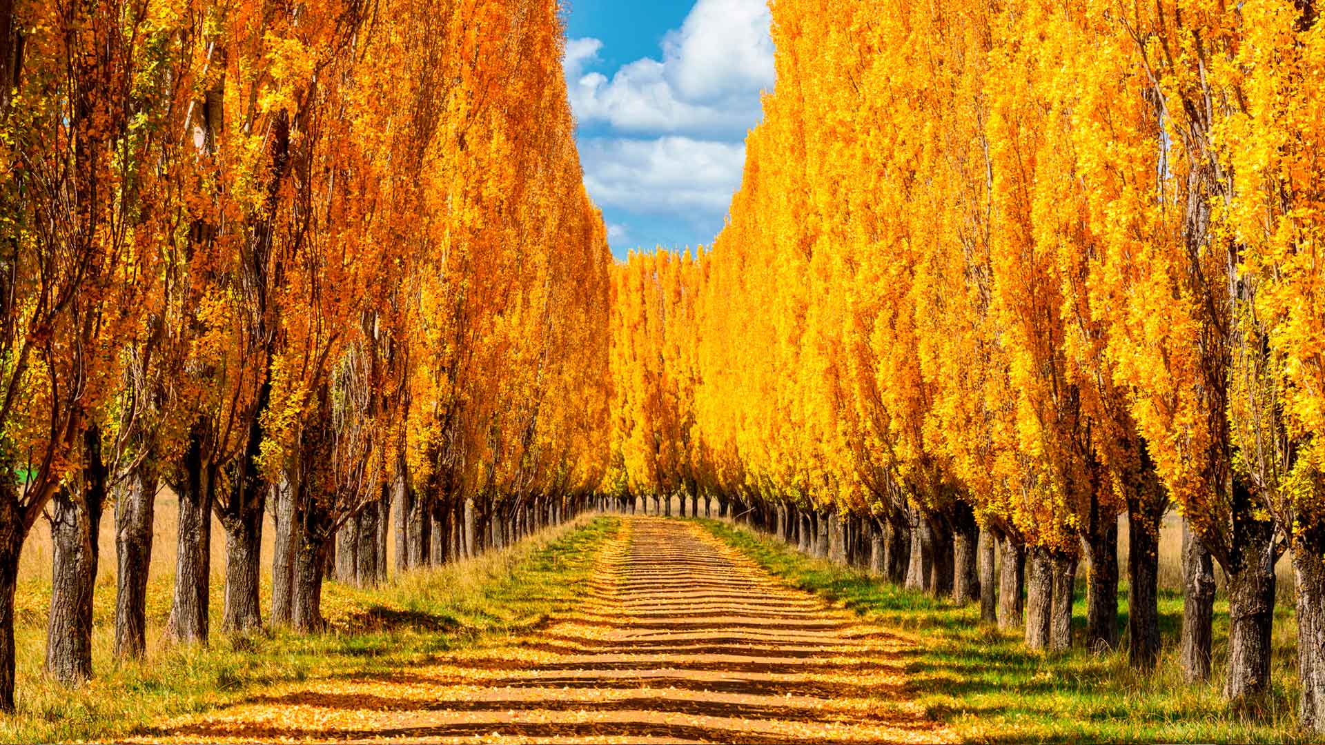Autumn colours in New England, New South Wales (© ILYA GENKIN/Alamy Stock Photo)(Bing Australia)