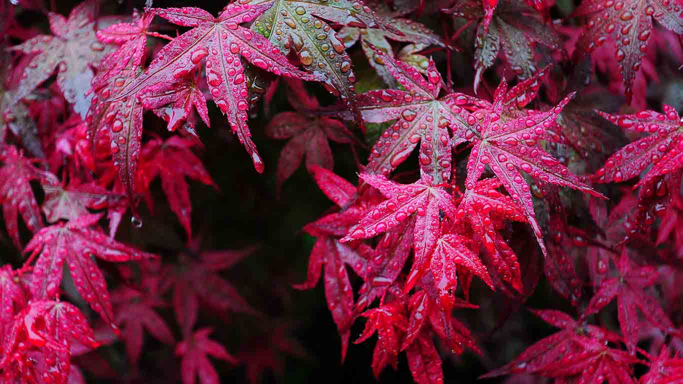 【今日寒露】枫叶上的露滴，中国四川华蓥 (© Jerry Tan/age Fotostock)(Bing China)