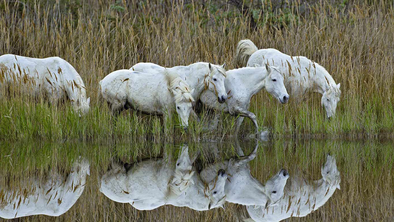 Chevaux marchant dans un marais en Camargue, France (© Danita Delimont/Getty Images)(Bing France)
