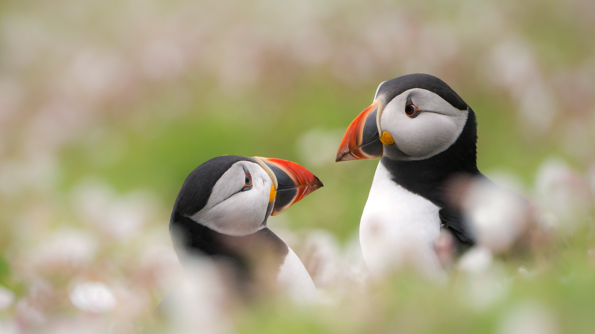 Puffins among sea campion on Skomer Island, Pembrokeshire, Wales (© Ross Hoddinott/Minden Pictures)(Bing United Kingdom)