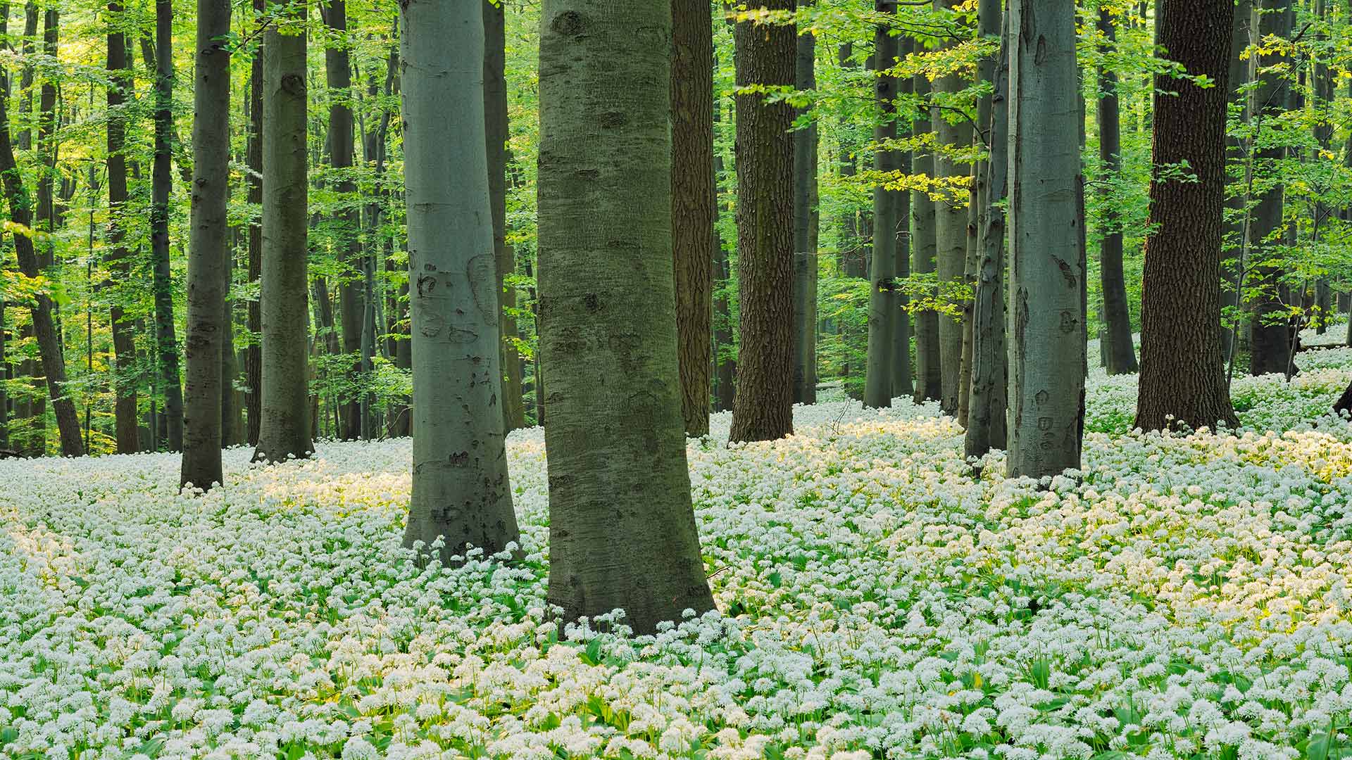 Blühender Bärlauch in einem Rotbuchenwald im Nationalpark Hainich, Thüringen (© Martin Ruegner/Stone/Getty Images)(Bing Deutschland)
