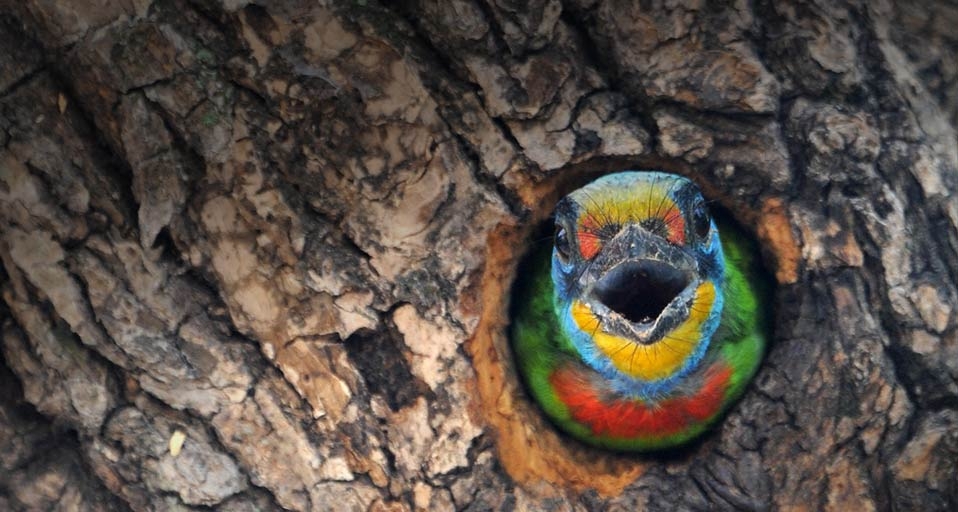 Ein Schwarzbrauen-Bartvogel –  eine Art, die nur in Taiwan vorkommt – bewacht sein Nest in Taipeh, Taiwan – Sam  Yeh/Getty Images &copy; (Bing Germany)